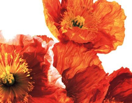 Poppies II Hot on Sale