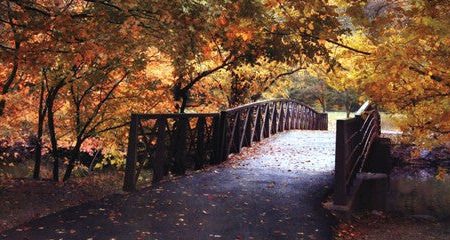 Autumn Overpass-Special Discount