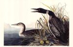 Common Loon Fashion