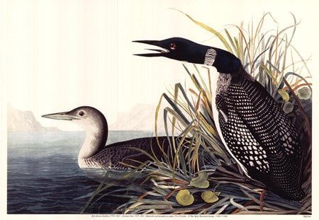 Common Loon Fashion