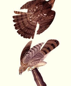 Cooper S Hawk Supply