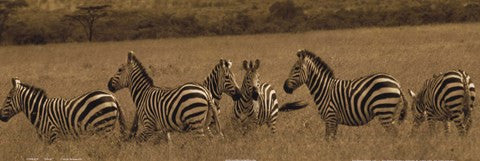 Zebras Online