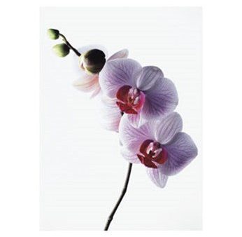 Orchid For Cheap