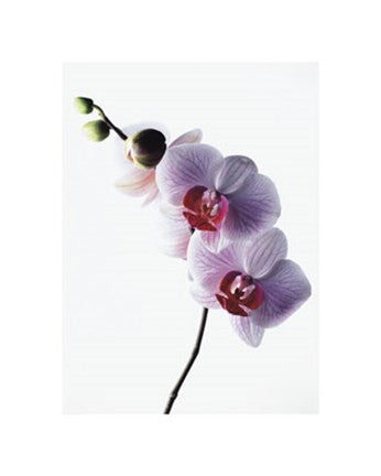 Orchid For Cheap