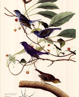 Indigo Bunting Online Hot Sale